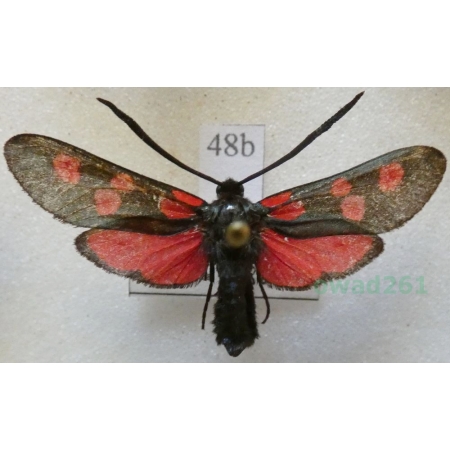 Zygaena lonicerae (Scheven, 1777) Czech48b